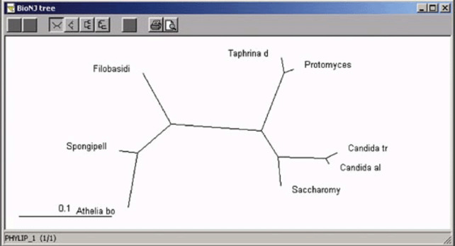 phylip software package download